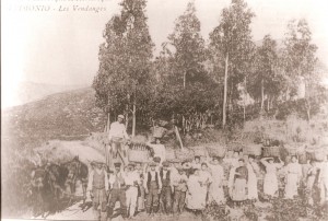 Patrimonio. Les Vendanges. 1913